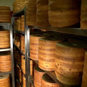 Royal Tree Cake – Gallery – Production – Composition 05